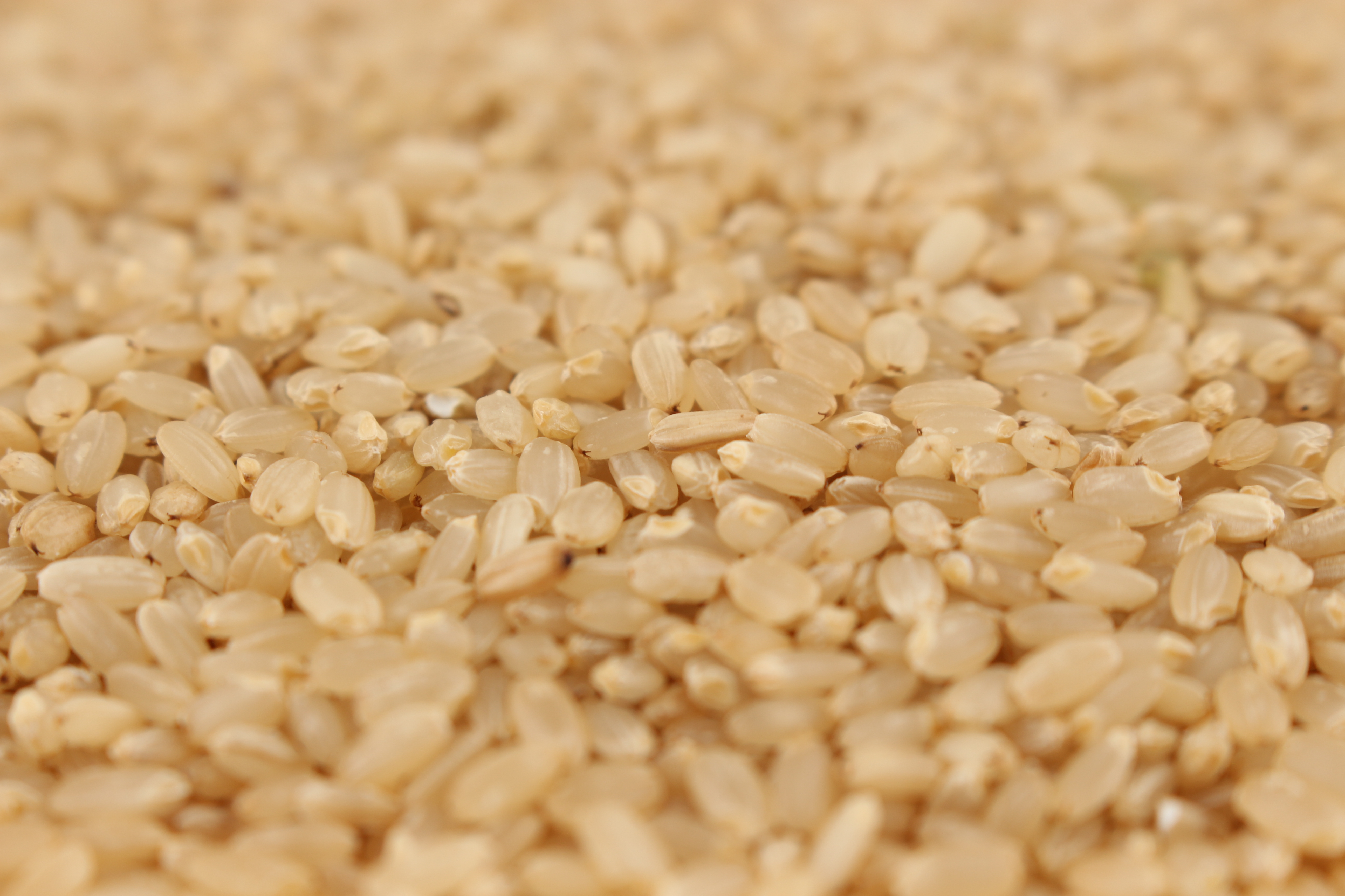 백진주 - 유기농 게르마늄 함유 현미쌀(1KG, 5KG, 10KG)