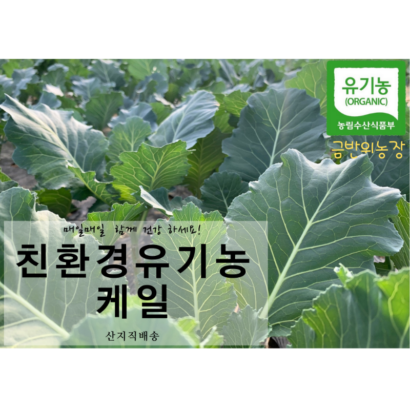 유기농 케일 즙/쥬스용