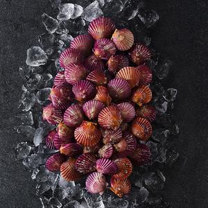 [산지직송] 통영홍가리비 (2kg) 상품이미지
