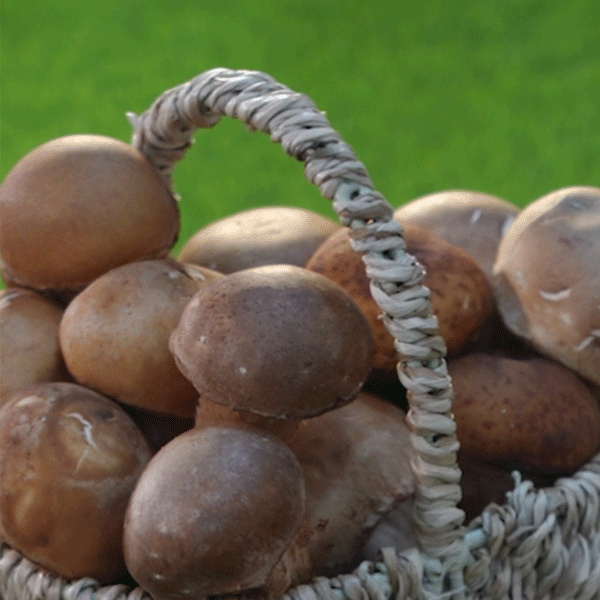 무농약 참송이 버섯 (500g)