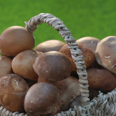 무농약 참송이 버섯 (500g) 대표이미지 섬네일
