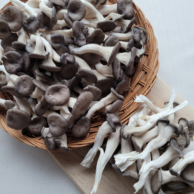 여주 느타리버섯 쫄깃쫄깃 산지직송 1kg/2kg