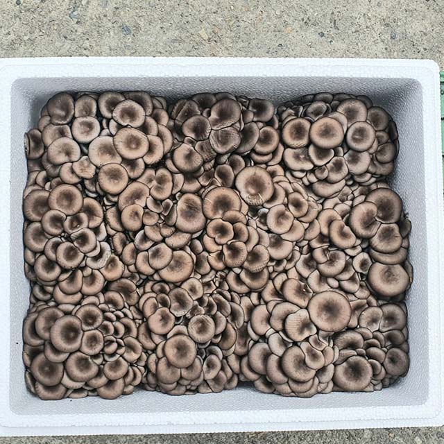 여주 느타리버섯 쫄깃쫄깃 산지직송 1kg/2kg