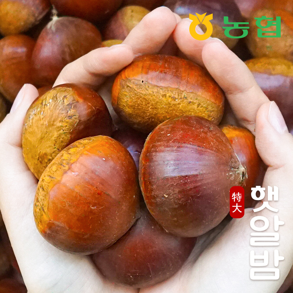 [농협] 토실토실 햇밤 순창 알밤 특대 (1~10kg) (제수용)