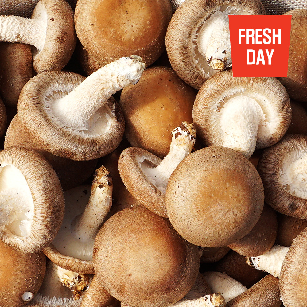 고창 생 표고버섯 정품 1kg (매일수확)