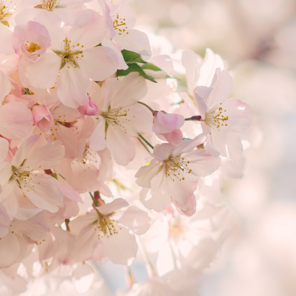 쏘두위 우드칩 양면미세모 칫솔 봄사랑벚꽃 핑크 x 1개