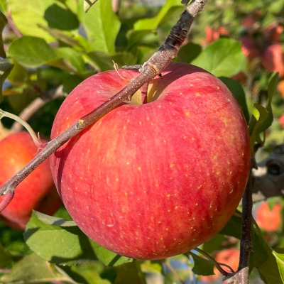 [바론농장] 과분한 사과 5kg