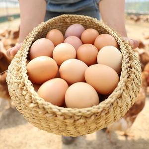 [무료배송](난각번호 1번) 자연방사 방목 유정란 계란 달걀 20구  (52g이상 특란) 대표이미지 섬네일