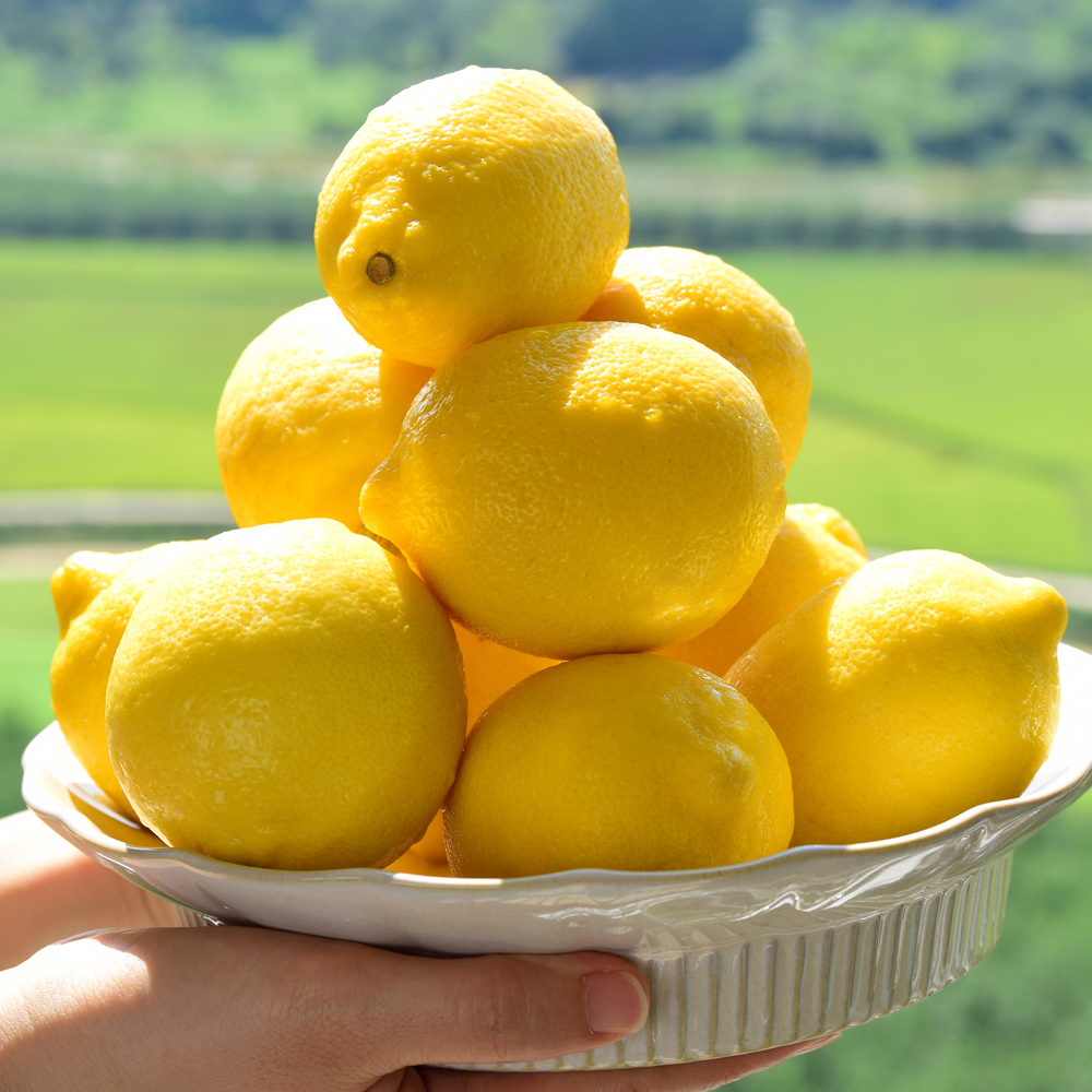 레몬 국내산 품종 제라몬 껍질채 먹는 레몬 1kg 3kg 5kg