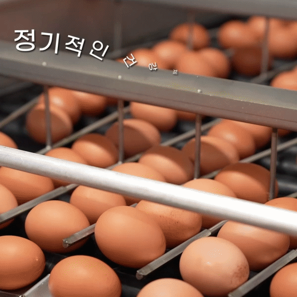 당일 생산한 신선한 우포 계란 (60구/90구) 대란,중란 옵션선택