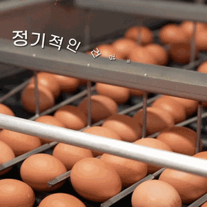 당일 생산한 신선한 우포 계란 (60구/90구) 대란,중란 옵션선택 상품이미지