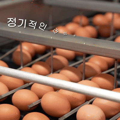 [특가]당일 생산한 신선한 우포 계란 (60구/90구) 대란,중란 옵션선택 대표이미지 섬네일