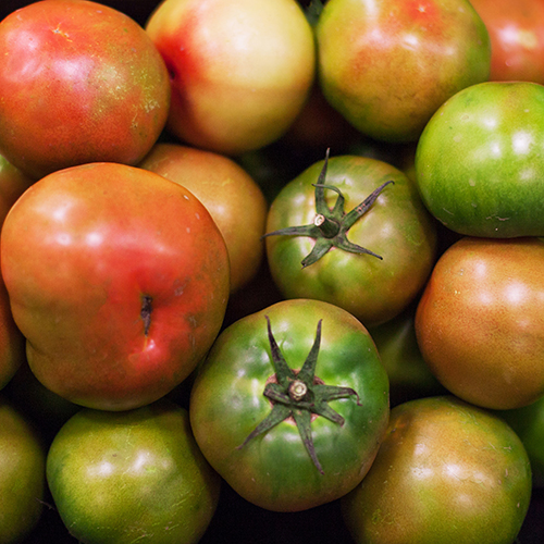 [착한가격]세진이네 과일 맛있는 상품/정품 대저 토마토