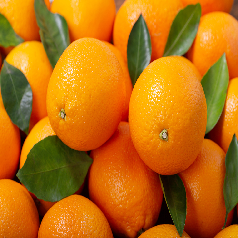 [착한가격]세진이네 과일 프리미엄 오렌지 로얄과(72과 박스)