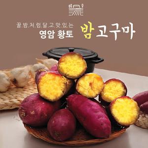 [영암 황토] 베니하루카 햇 꿀밤 고구마 3kg (특상/중상) 상품이미지