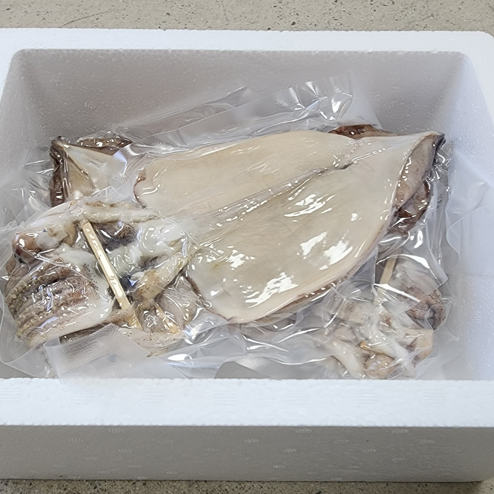 포항 구룡포 반건조 오징어 소 중 대 특대 10마리 550g-1.1kg 내외