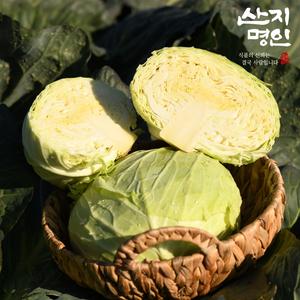 [산지명인] 제주 유기농 햇 양배추 3kg 상품이미지