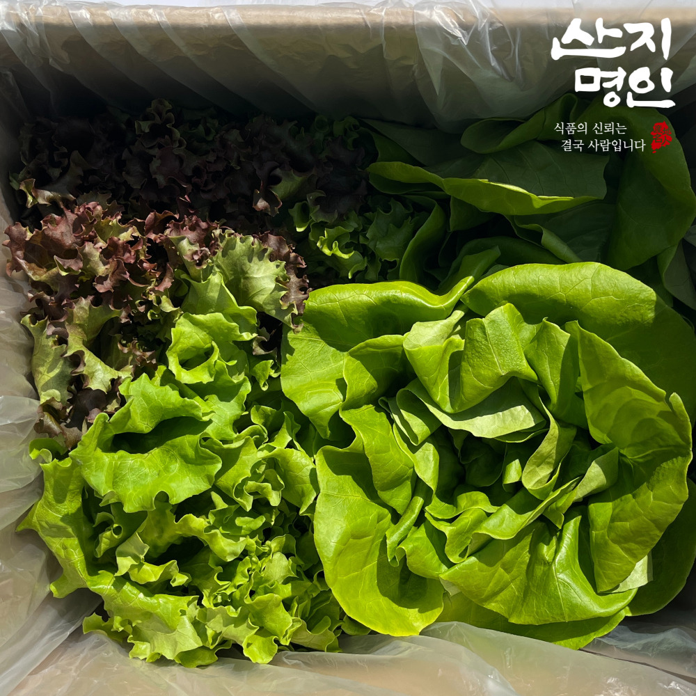 [산지명인] 무농약 유러피안 샐러드 600g 쌈채소 모듬쌈 당일수확