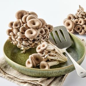 [대용량]무농약 참타리버섯(350g내외) 상품이미지