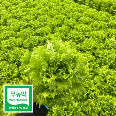 무농약 유럽 샐러드 채소 모듬 쌈 야채 1kg