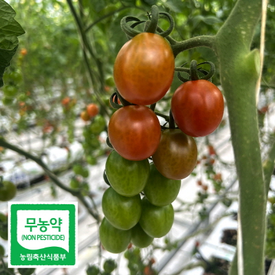 친환경 무농약 화순 대추 방울 토마토 2kg 5kg 방토 스마트팜