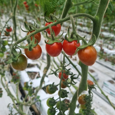 친환경 무농약 화순 대추 방울 토마토 2kg 5kg 방토 스마트팜