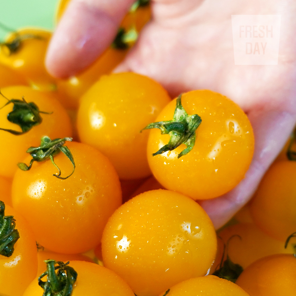 [프레시데이] 아삭달콤 옐로리타 황금 방울 토마토 특품 2~4kg 