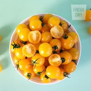 [프레시데이] 아삭달콤 옐로리타 황금 방울 토마토 특품 2~4kg  상품이미지