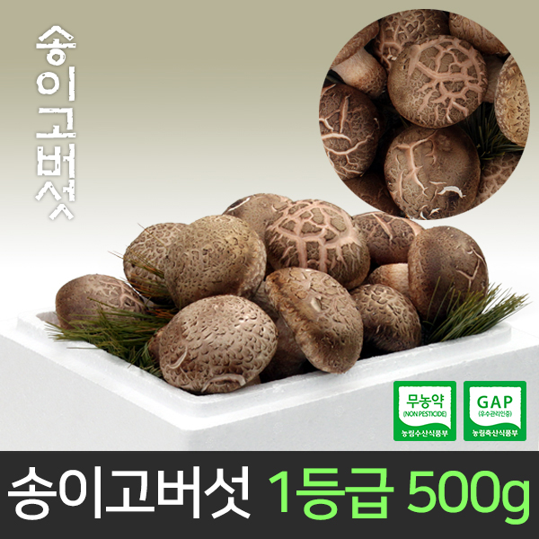 송이고버섯 1등급 500g (당일수확/산지직송)