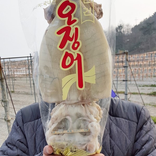 국내산 반건조 오징어 10마리 (1.7-1.8kg 내외)