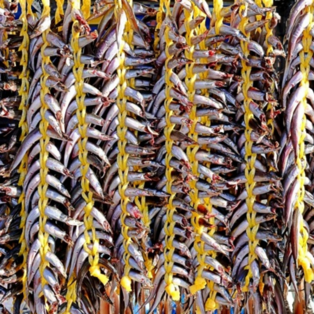 속초 양미리 조림 구이 반건조생선 알배기 반건조양미리 1두름(20미) 대표이미지 섬네일