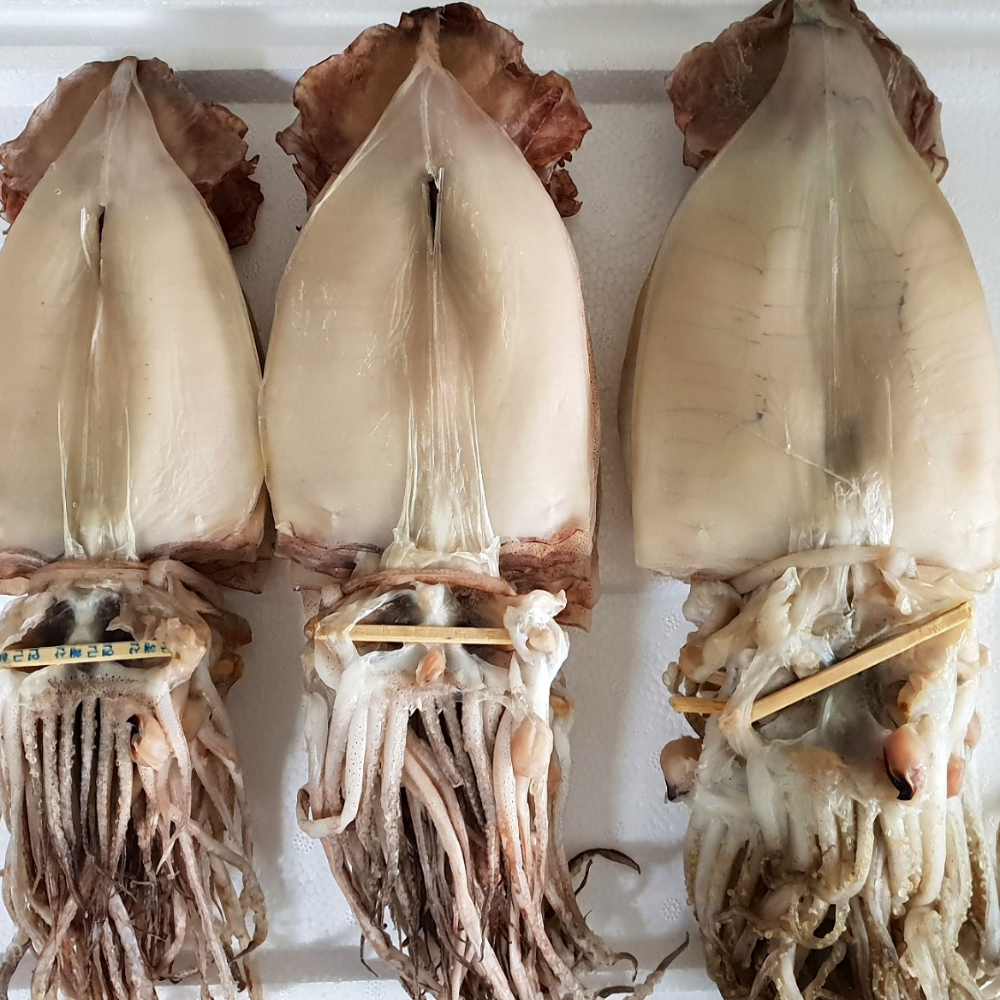 포항 오징어 반건조오징어 마른오징어 피데기 10미