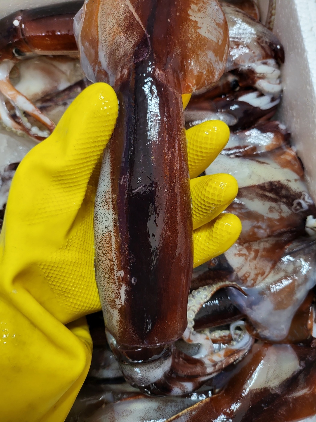 포항 오징어 반건조오징어 마른오징어 피데기 10미